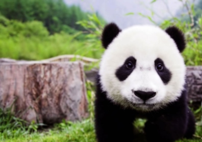 Chengdu
